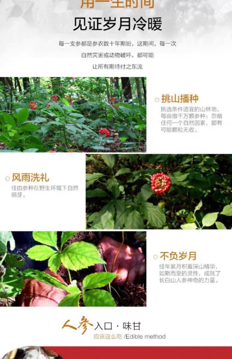 长白山人参白参生晒参棒槌产地直发一手货源高品质