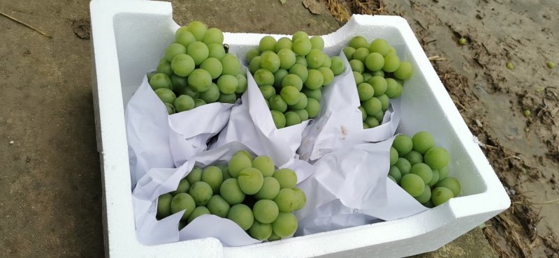 醉金香乒乓葡萄大量上市有需要的老板请联系，