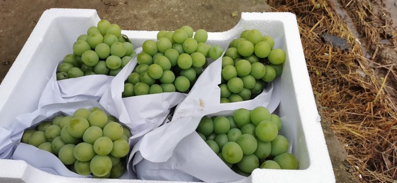 醉金香乒乓葡萄大量上市有需要的老板请联系，