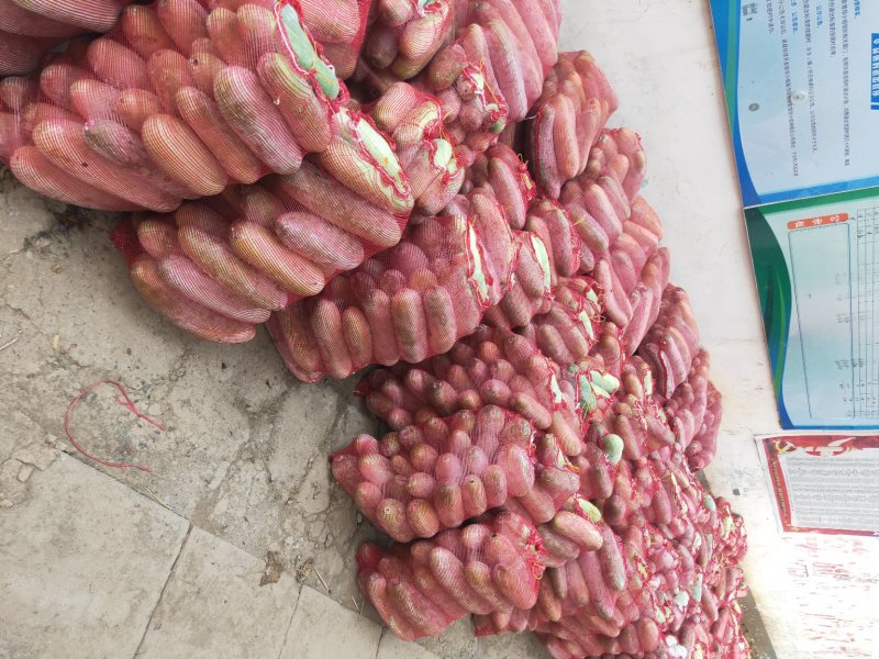 小棒冬瓜，水果冬瓜，各品种冬瓜大量上市中…