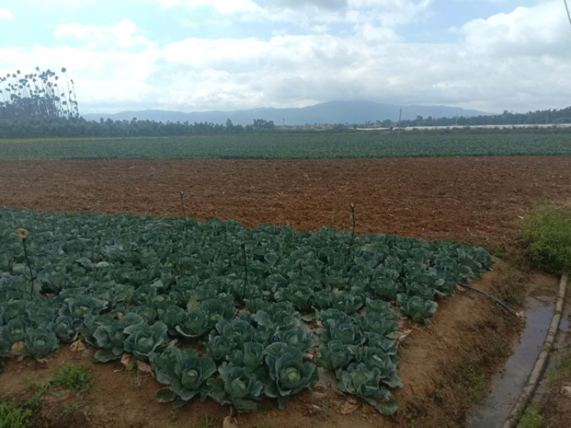 陆良21蔬菜用地转让，点击查看详情，条件好