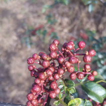盐源花椒