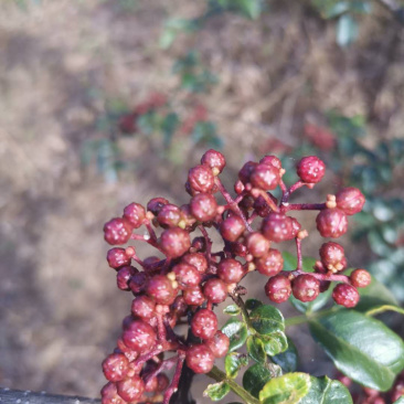 盐源花椒