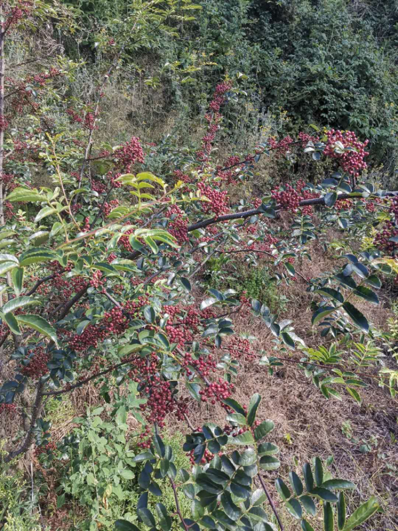 盐源花椒