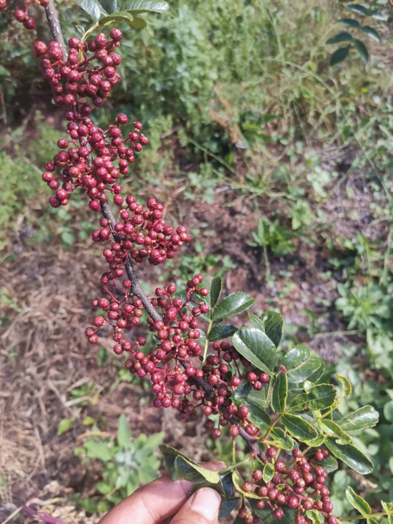 盐源花椒