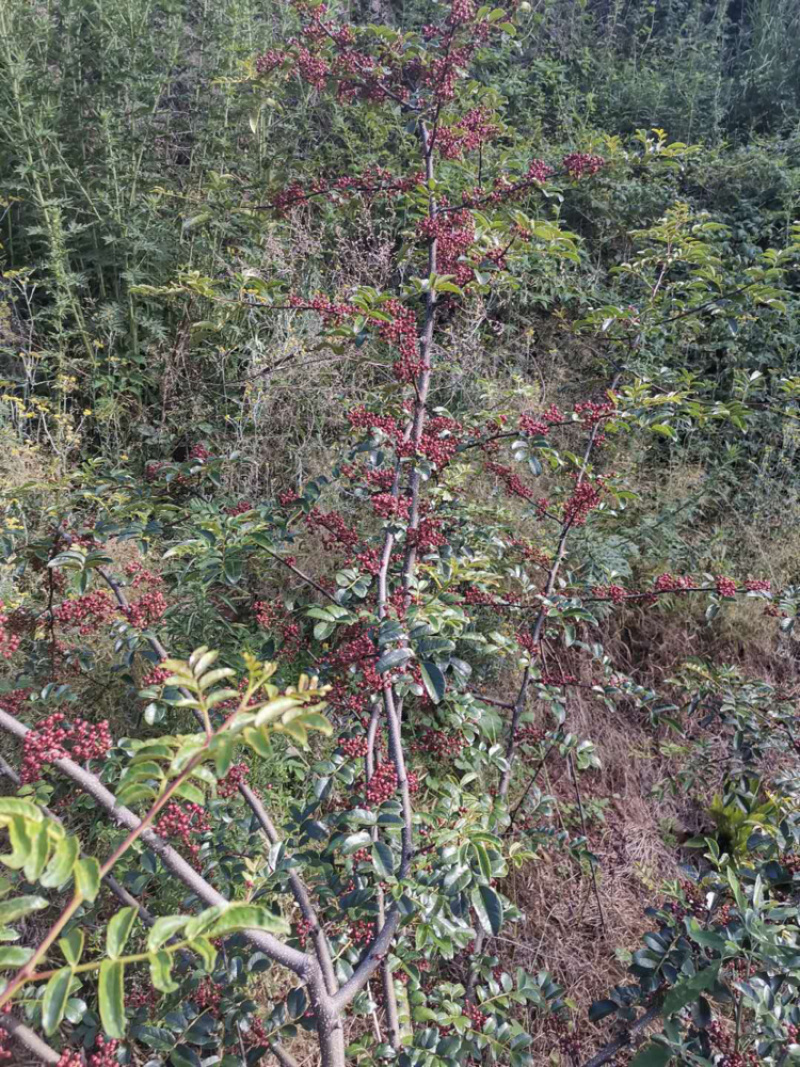 盐源花椒