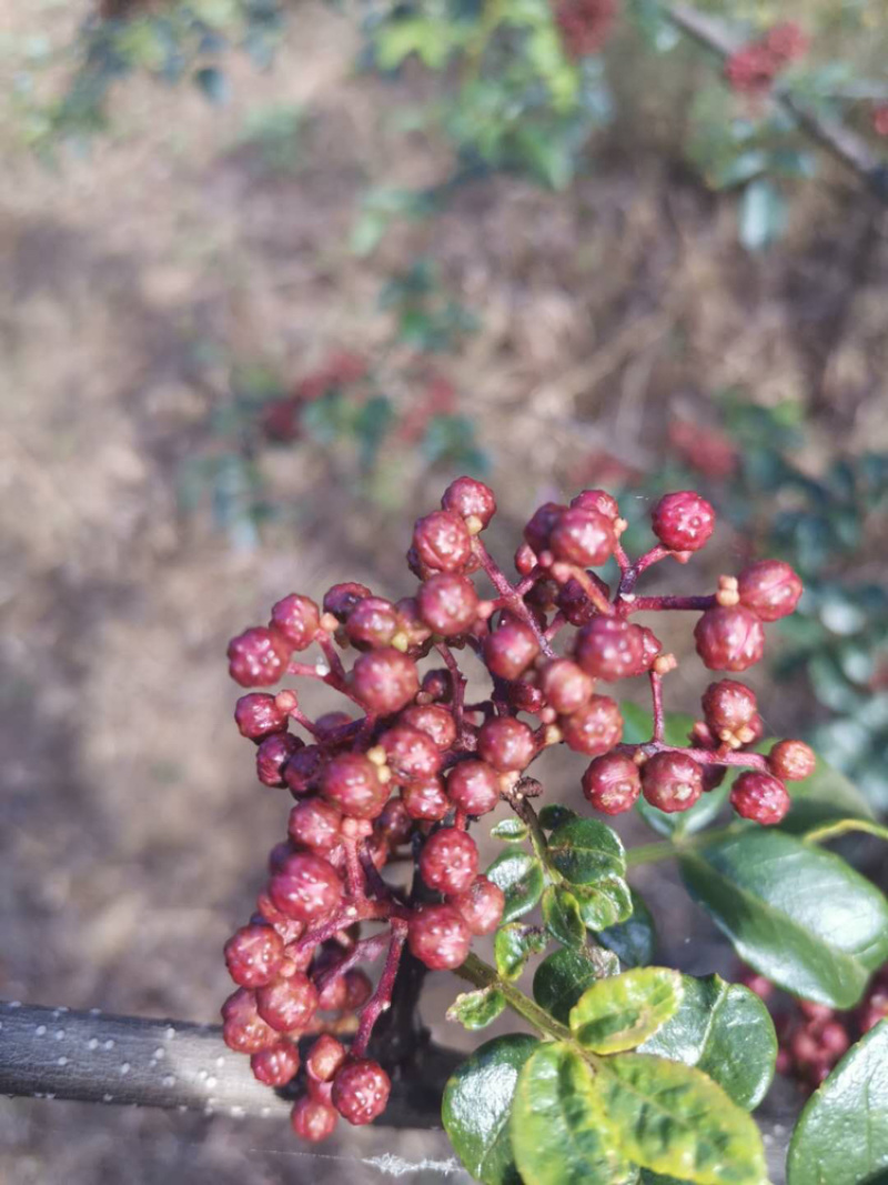 盐源花椒
