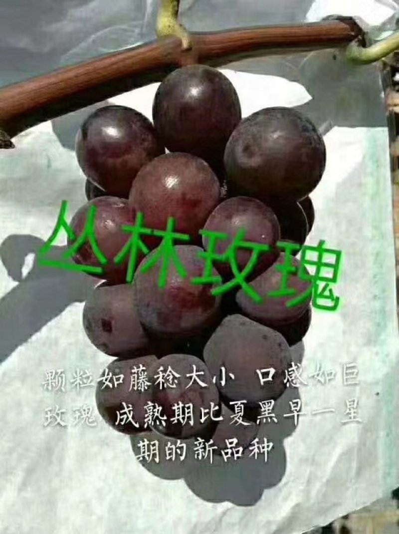 秋天清脆，深红无籽，罗马红宝石，妮娜皇后，玉波2号3号，