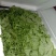 生菜绿生菜各种叶菜青叶生菜报价真实