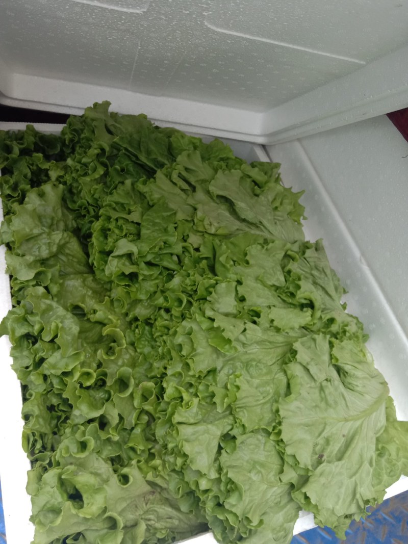 生菜绿生菜各种叶菜青叶生菜报价真实