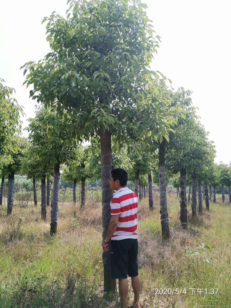 截杆发帽香樟行道树香樟骨架移植香樟袋苗香樟容器袋苗