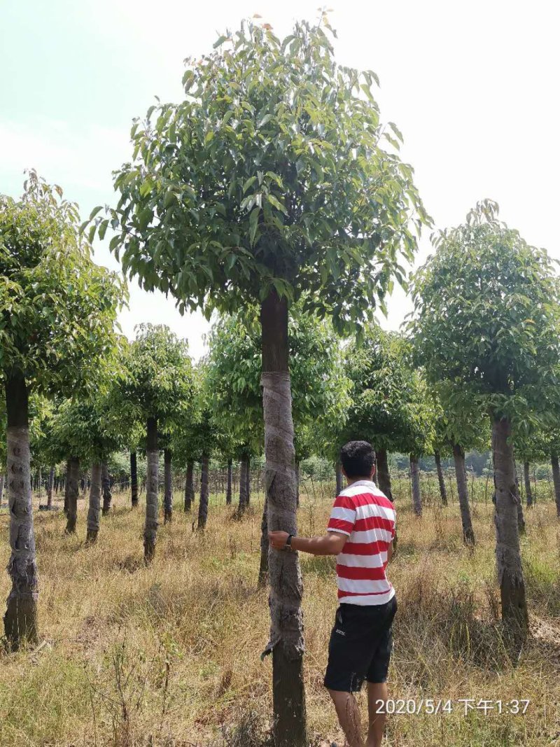 截杆发帽香樟行道树香樟骨架移植香樟袋苗香樟容器袋苗
