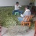 [蕲春艾草]蕲北艾农直销，告别中间商差价。