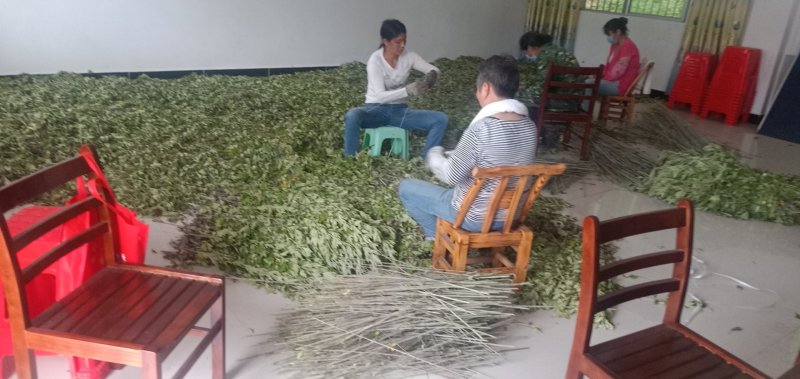 [蕲春艾草]蕲北艾农直销，告别中间商差价。