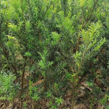 红豆杉，0.5-1.5公分红豆杉，精品红豆杉批发