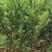红豆杉，0.5-1.5公分红豆杉，精品红豆杉批发