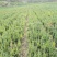红豆杉，0.5-1.5公分红豆杉，精品红豆杉批发