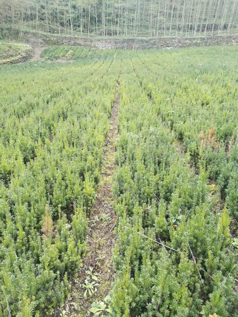 红豆杉，0.5-1.5公分红豆杉，精品红豆杉批发