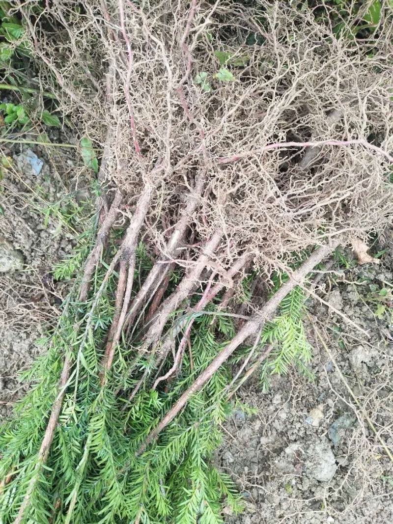 红豆杉，0.5-1.5公分红豆杉，精品红豆杉批发