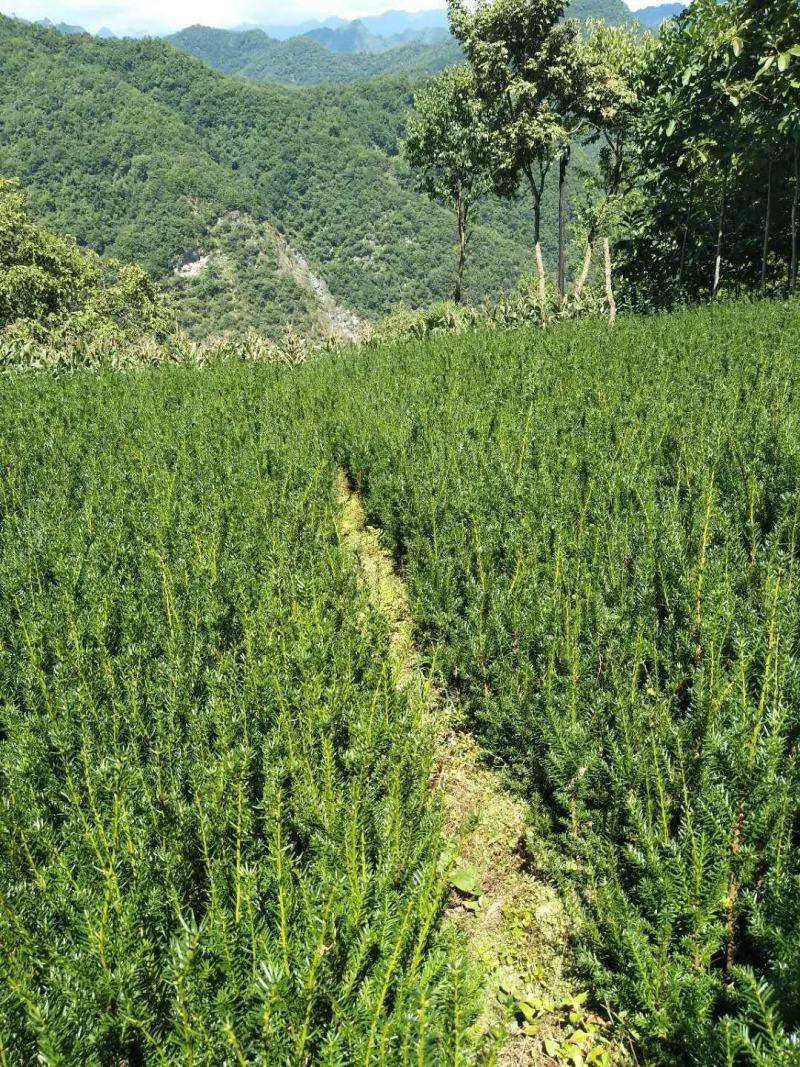 红豆杉，0.5-1.5公分红豆杉，精品红豆杉批发