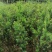 红豆杉，0.5-1.5公分红豆杉，精品红豆杉批发