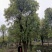 大骨架移植香樟20-80公分自家苗圃基地现货供应