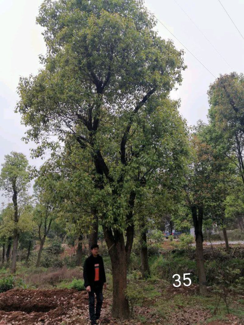 大骨架移植香樟20-80公分自家苗圃基地现货供应