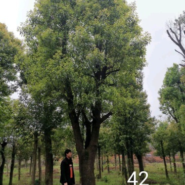 大骨架移植香樟20-80公分自家苗圃基地现货供应