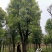 大骨架移植香樟20-80公分自家苗圃基地现货供应