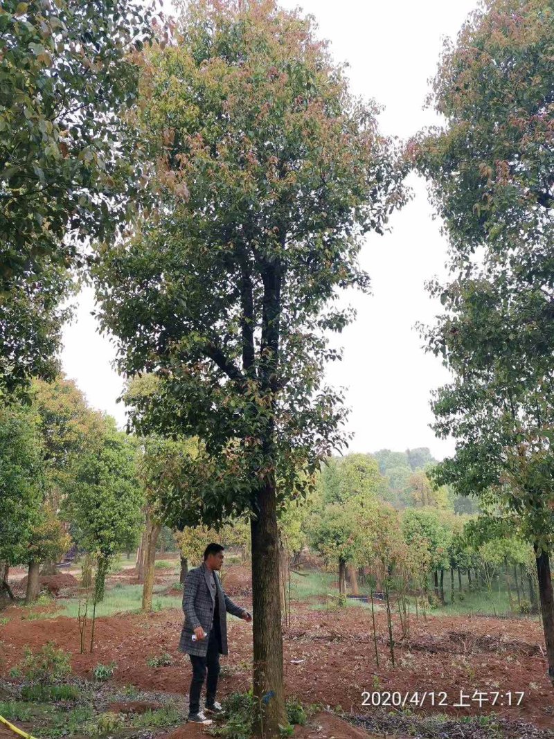 大骨架移植香樟20-80公分自家苗圃基地现货供应