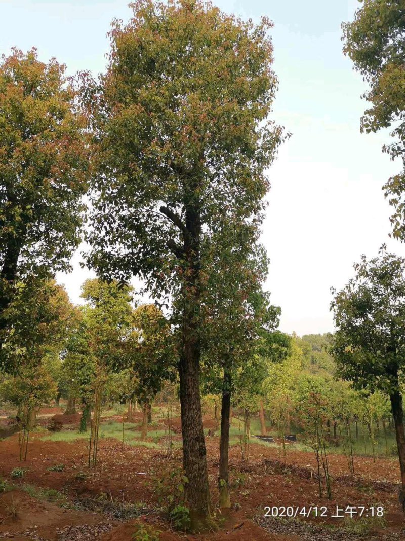 大骨架移植香樟20-80公分自家苗圃基地现货供应