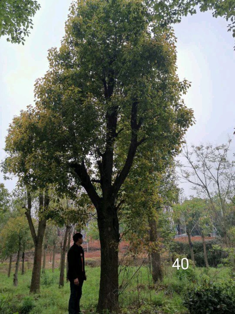 大骨架移植香樟20-80公分自家苗圃基地现货供应