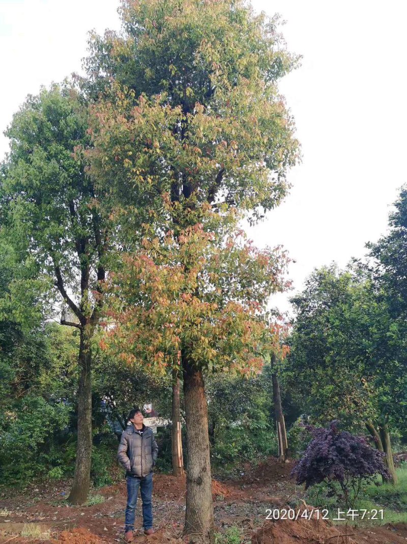 大骨架移植香樟20-80公分自家苗圃基地现货供应