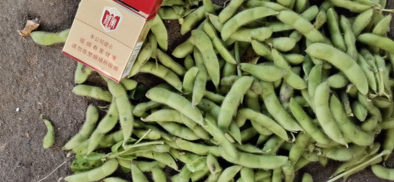 山东省郯城毛豆大量上市翠绿宝，开心豆，角行大