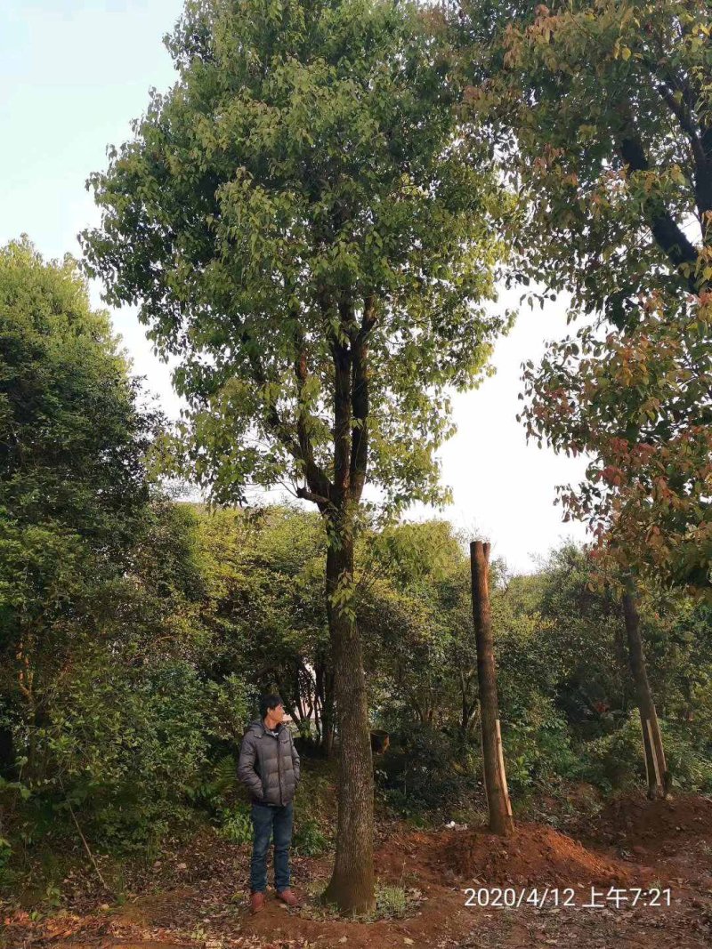 30-60大骨架移植香樟容器袋苗香樟丛生香樟多杆香樟