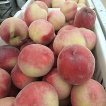 砀山县沙红水密桃，有明桃，四八油桃，八三黄桃，大量上市，