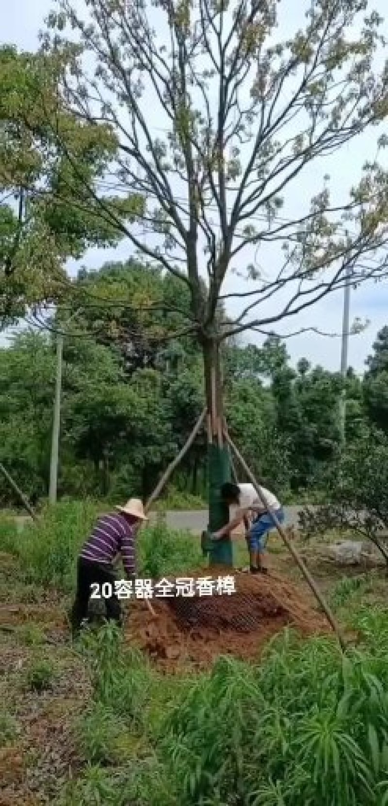 20-30-40丛生香泡香橼一手农户货源无中介包上车