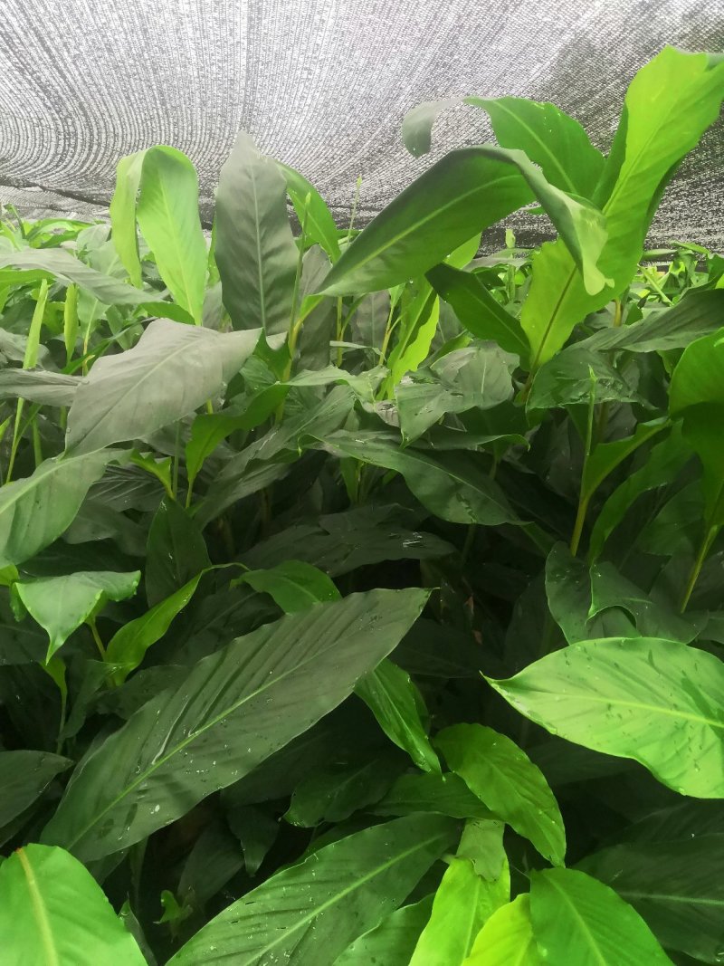大量出售草果苗，两年苗