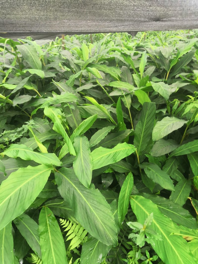 大量出售草果苗，两年苗