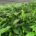 大量出售草果苗，两年苗