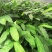 大量出售草果苗，两年苗