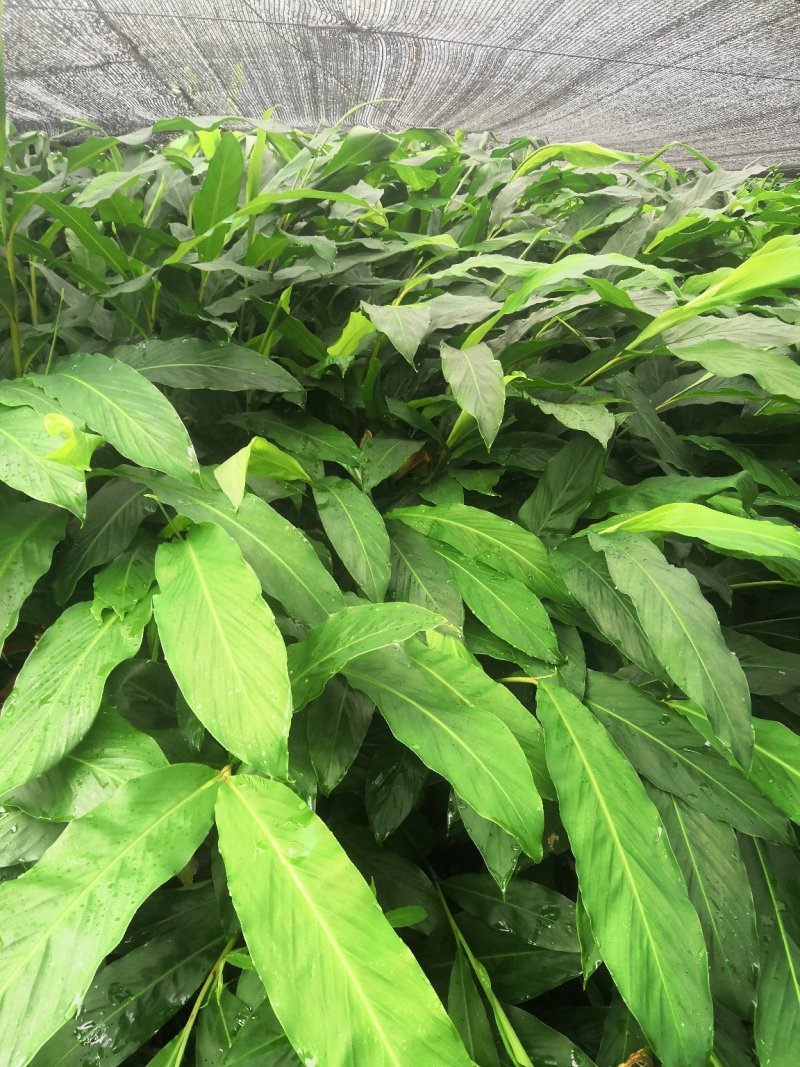 大量出售草果苗，两年苗
