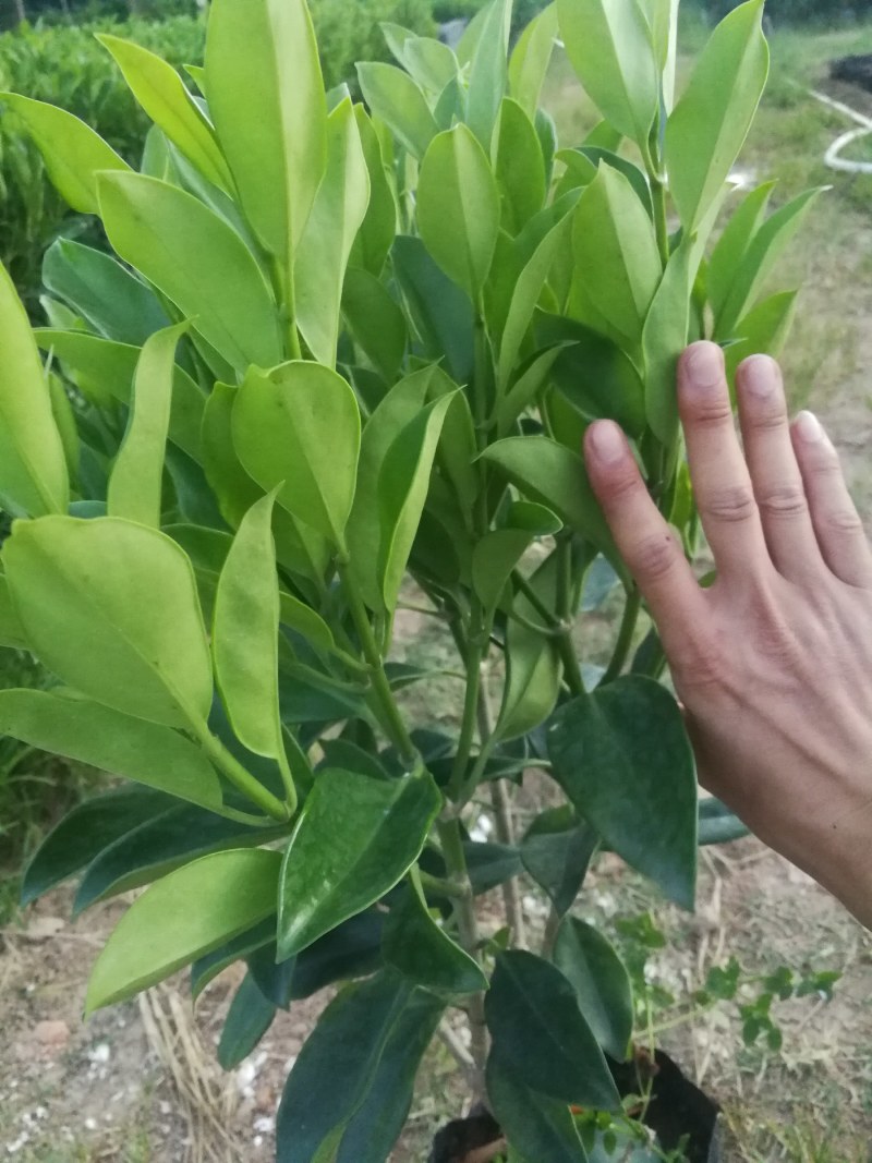 抢非洲茉莉一限购货(详情).60高*40冠精品货漂亮