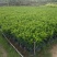 抢非洲茉莉一限购货(详情).60高*40冠精品货漂亮