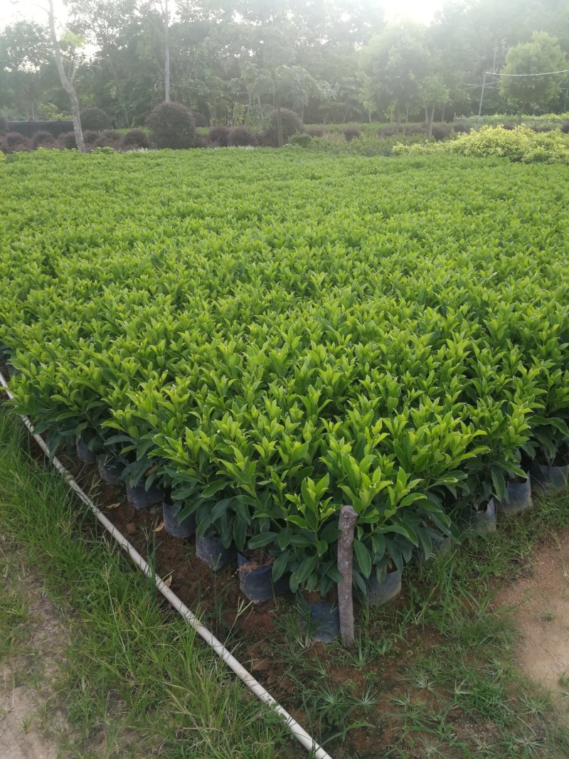 抢非洲茉莉一限购货(详情).60高*40冠精品货漂亮