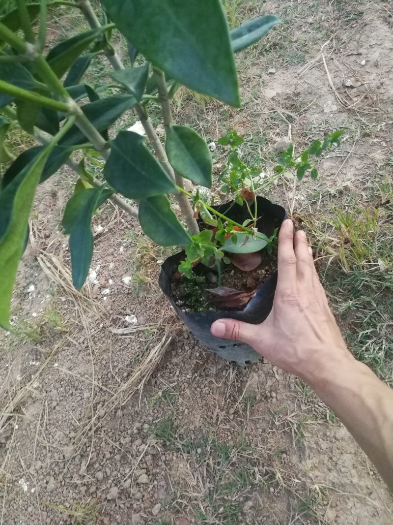 抢非洲茉莉一限购货(详情).60高*40冠精品货漂亮