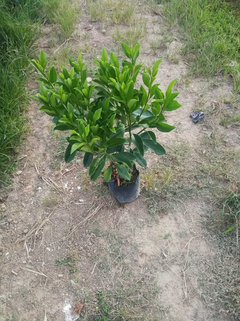 抢非洲茉莉一限购货(详情).60高*40冠精品货漂亮