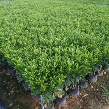 抢非洲茉莉一限购货(详情).60高*40冠精品货漂亮
