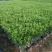 抢非洲茉莉一限购货(详情).60高*40冠精品货漂亮