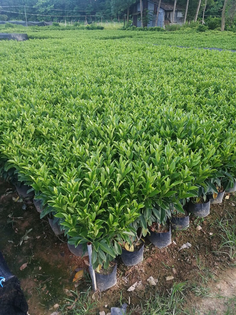 抢非洲茉莉一限购货(详情).60高*40冠精品货漂亮